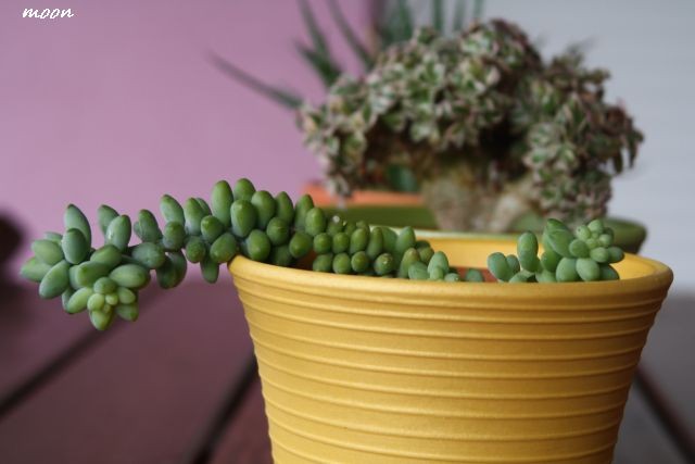 sedum burito